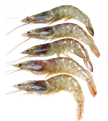 Frozen-Peel-and-Deveined-Shrimps-Large-with-out-Tail Medium Black Tiger Prawns