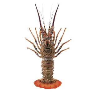 Lobster Whole Large 600-700 grm - Image 1