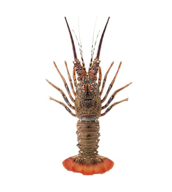 Lobster-Whole-Large-600-700-grm
