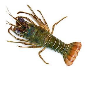 Lobster Whole Medium 300-400 grm - Image 1